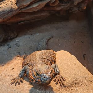 Pine Mountain Safari - Yellow Mastigure