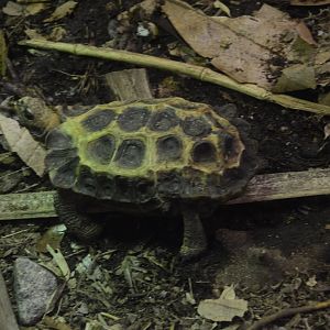 World of Reptiles and Friends - Eroded Hingeback Tortoise (Kinixys erosa)? - NEED ID