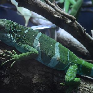 World of Reptiles and Friends - Central Fijian Banded Iguana (Brachylophus bulabula)