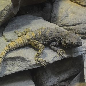 World of Reptiles and Friends - Roughtail Rock Agama (Laudakia stellio)