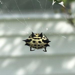 Spinybacked Orbweaver (Gasteracantha cancriformis)