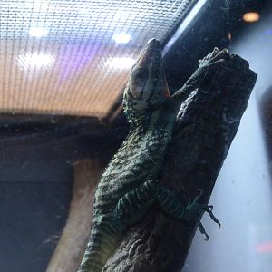 World of Reptiles and Friends - Smallwood's Anole (Anolis smallwoodi)