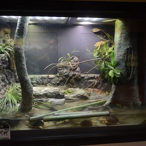 World of Reptiles and Friends - Mccord's Box Turtle (Cuora mccordi) Exhibit