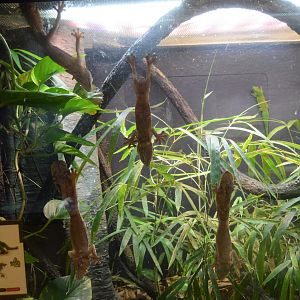 World of Reptiles and Friends - Henkel's Leaf-tailed Gecko (Uroplatus henkeli)
