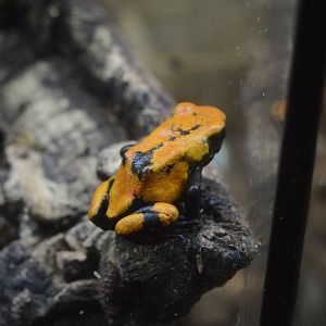 World of Reptiles and Friends - Splashback Poison Frog (Adelphobates galactonotus)