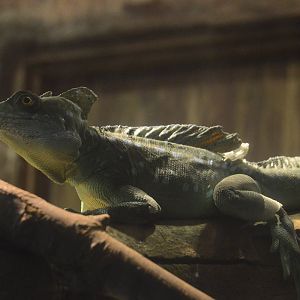 World of Reptiles and Friends - Green Basilisk (Basiliscus plumifrons)