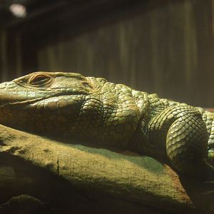 World of Reptiles and Friends - Northern Caiman Lizard (Dracaena guianensis)
