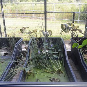 World of Reptiles and Friends - Bog Turtle (Glyptemys muhlenbergii) Exhibits