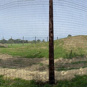 Lion enclosure panoramic, Johnsons of Oldhurst, UK