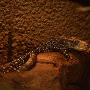 World of Reptiles and Friends - Crocodile Monitor (Varanus salvadorii)