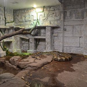 World of Reptiles and Friends - Reticulated Python (Malayopython reticulatus)