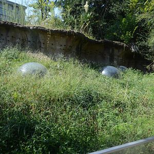 North America - Black-tailed Prairie Dog (Cynomys ludovicianus) Exhibit