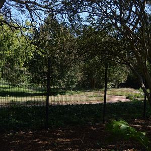 Australia - Kangaroo Walkabout