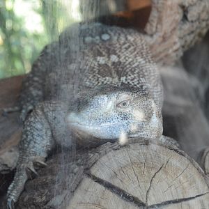 Okavango Delta - White-throated Monitor (Varanus albigularis)