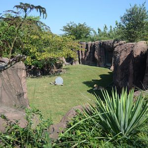 Okavango Delta - Lion Exhibit