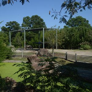 Okavango Delta - Southern White Rhinoceros Exhibit