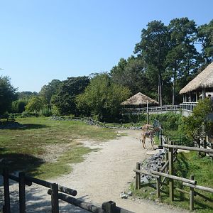 Okavango Delta - Giraffe Exhibit