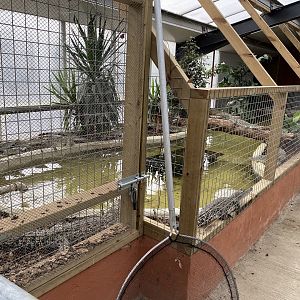 Crocodile / Alligator nursery, Johnsons of Oldhurst, UK
