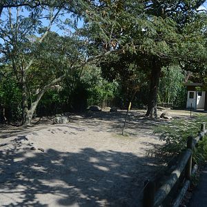 Okavango Delta - Aldabra Giant Tortoise (Aldabrachelys gigantea) Exhibit