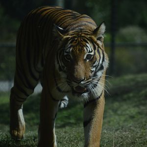 Trail of the Tiger - Malayan Tiger (Panthera tigris jacksoni)