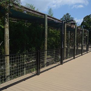 Trail of the Tiger - Rhinoceros Hornbill (Buceros rhinoceros) Exhibit