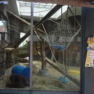 Trail of the Tiger - Bornean Orangutan (Pongo pygmaeus) Indoor Exhibit