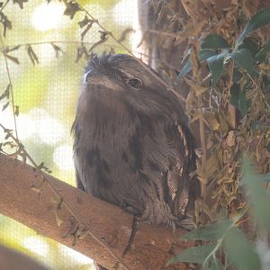 Trail of the Tiger - Tawny Frogmouth (Podargus strigoides)