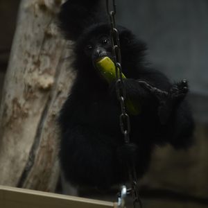 Trail of the Tiger - Siamang (Symphalangus syndactylus)
