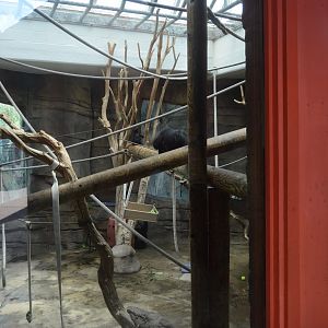 Trail of the Tiger - Siamang (Symphalangus syndactylus) Indoor Exhibit