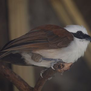 Trail of the Tiger - White-crested Laughingthrush (Garrulax leucolophus)