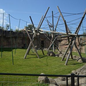 Trail of the Tiger - Bornean Orangutan (Pongo pygmaeus) Exhibit
