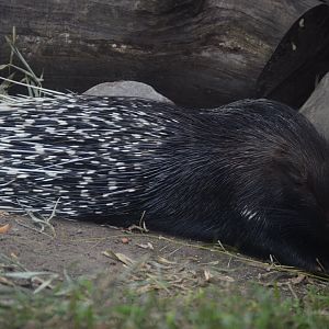 ZooFarm - Cape Porcupine (Hystrix africaeaustralis)