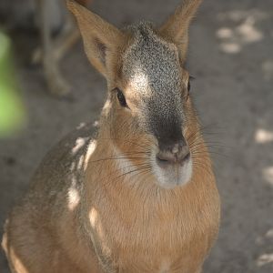 ZooFarm - Patagonian Mara (Dolichotis patagonum)