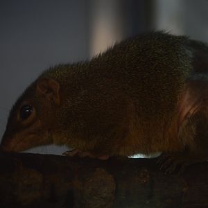 ZooFarm - Northern Treeshrew (Tupaia belangeri)