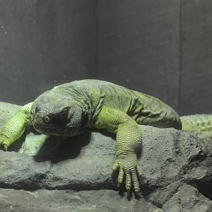 World of Reptiles and Friends - Egyptian Mastigure (Uromastyx aegyptia)