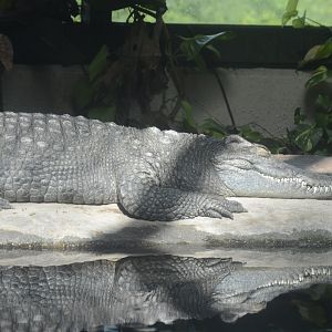 World of Reptiles and Friends - Siamese Crocodile (Crocodylus siamensis)