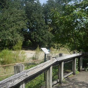 North America - American Bison (Bison bison) Exhibit