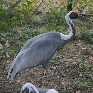 Trail of the Tiger - White-naped Crane (Antigone vipio)