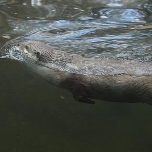Trail of the Tiger - Asian Small-clawed Otter (Aonyx cinereus)