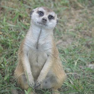 Okavango Delta - Meerkat (Suricata suricatta)