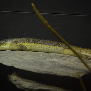 World of Reptiles and Friends - Schneider's Skink (Eumeces schneiderii)