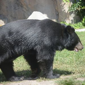 Trail of the Tiger - Asian Black Bear (Ursus thibetanus)