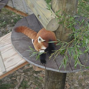 Trail of the Tiger - Red Panda (Ailurus fulgens)