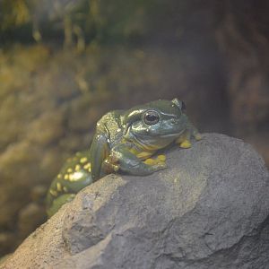 World of Reptiles and Friends - Splendid Treefrog (Ranoidea splendida)