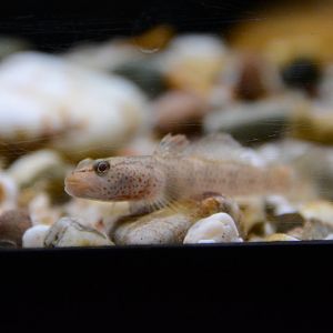 Chiangmai stream goby (Rhinogobius chiengmaiensis)
