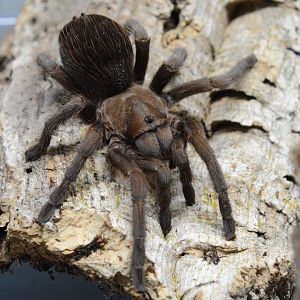 Jalisco tarantula (Aphonopelma sp. 'Jalisco')
