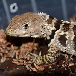 Peruvian purple-throated lizard (Stenocercus imitator)