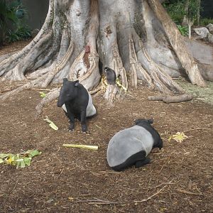 Tapirs and Langur (2010)