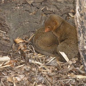 Dwarf Mongoose (2010)