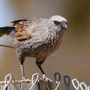 Apostlebird